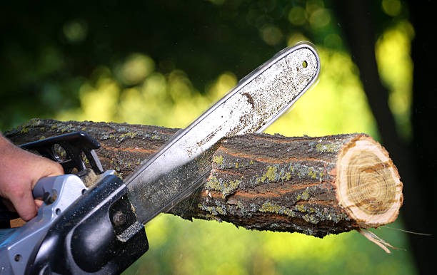 För- och nackdelar med trädfällning i Skåne