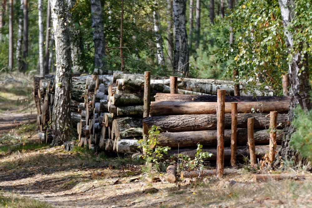 Trädfällning i Skåne